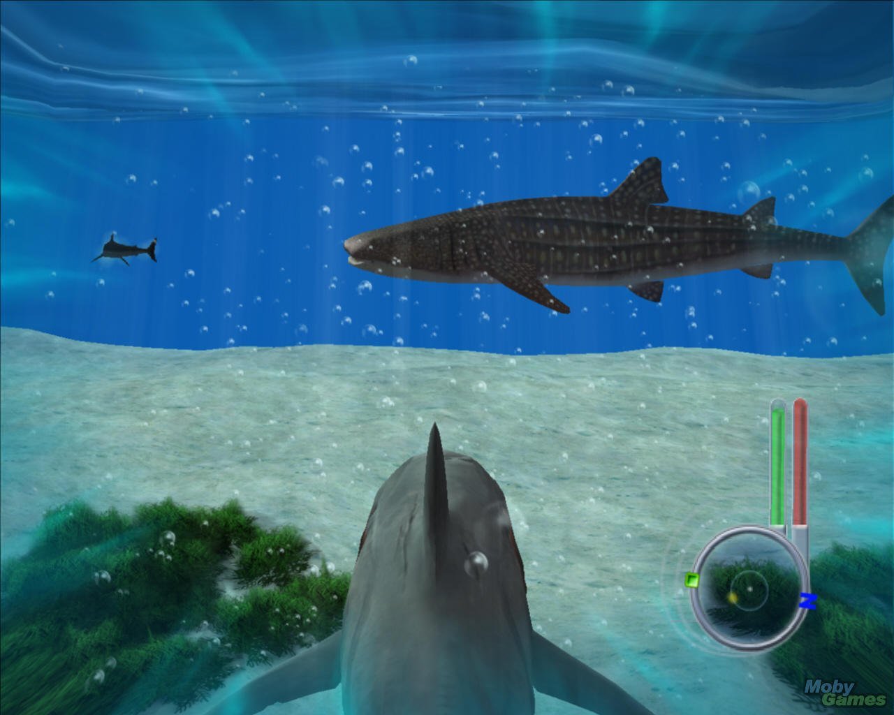 Скачать торрент симулятор акулы